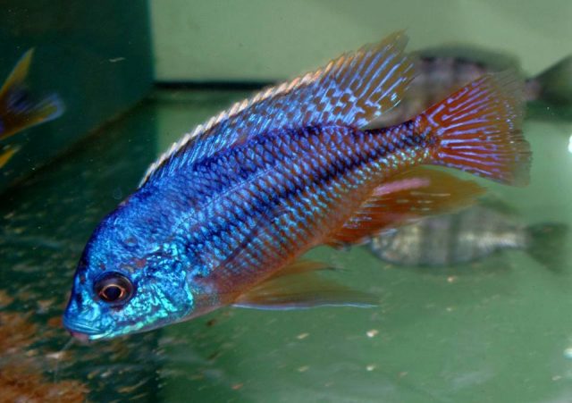 Protomelas taeniolatus (samec)