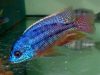 Protomelas taeniolatus (samec)