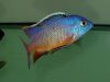 Protomelas taeniolatus