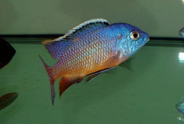 Protomelas taeniolatus