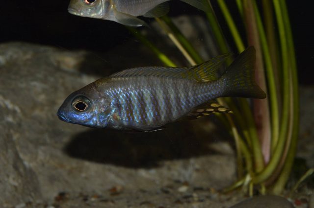 Aulonocara brevinidus Masinje