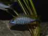 Aulonocara brevinidus