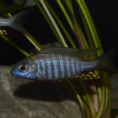 Aulonocara brevinidus