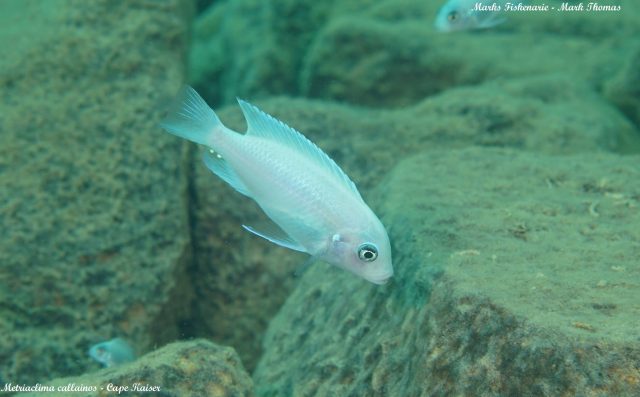 Metriaclima callainos