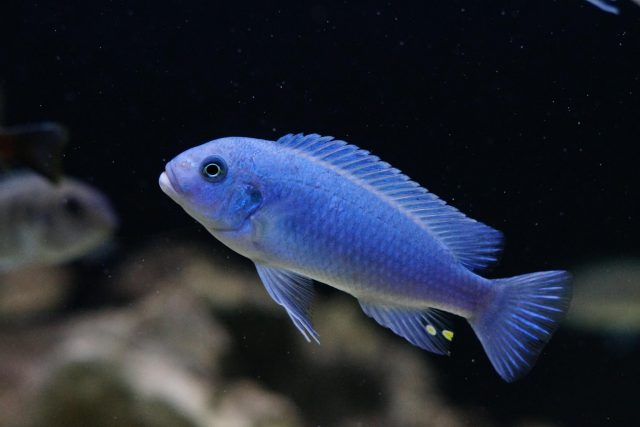 Metriaclima callainos