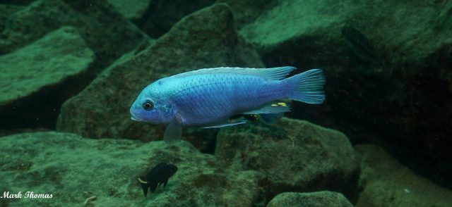 Metriaclima callainos