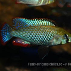 Astatotilapia calliptera