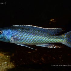 Champsochromis caeruleus
