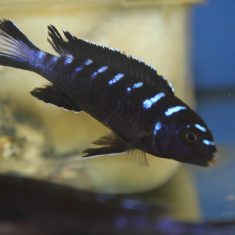 Chindongo sp. ‚elongatus ruarwe‘