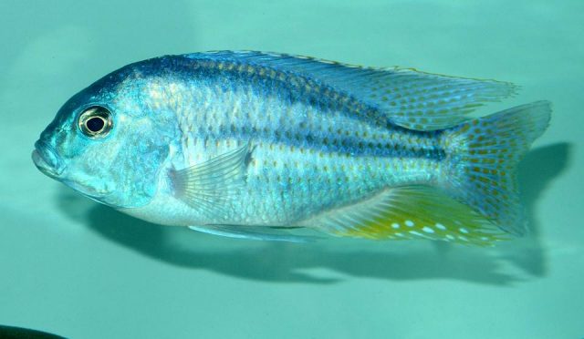 Chilotilapia rhoadesii