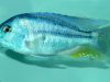 Chilotilapia rhoadesii