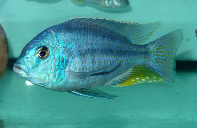 Chilotilapia rhoadesii (samec)
