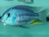 Chilotilapia rhoadesii (samec)