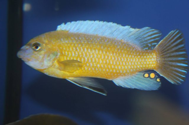 Labeotropheus simoneae
