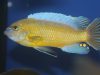 Labeotropheus simoneae