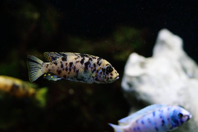 Metriaclima zebra Chizumulu Island (OB samice)