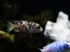 Metriaclima zebra Chizumulu Island (OB samice)