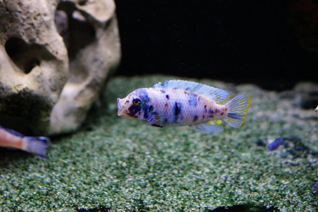 Metriaclima zebra Chizumulu Island (MC samec)