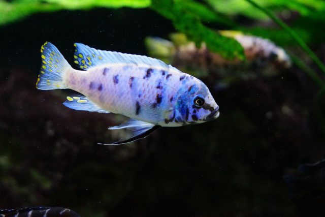 Metriaclima zebra Chizumulu Island (MC samec)