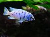 Metriaclima zebra Chizumulu Island (MC samec)