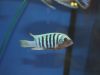 Metriaclima zebra Chizumulu Island (samec)
