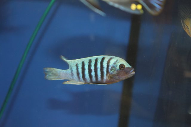 Metriaclima zebra Chizumulu Island (samec)