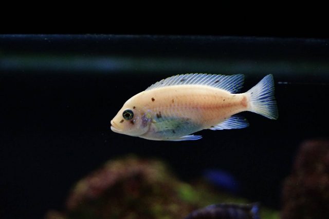 Metriaclima zebra Chizumulu Island (O samice)