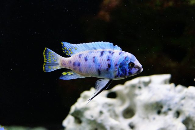 Metriaclima zebra (5)