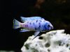 Metriaclima zebra (5)
