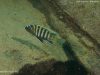 Cynotilapia sp. 'lion' Border (samec)