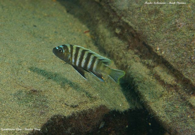 Cynotilapia sp. 'lion' Border (samec)