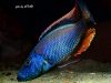 Dimidiochromis compressiceps (samec)