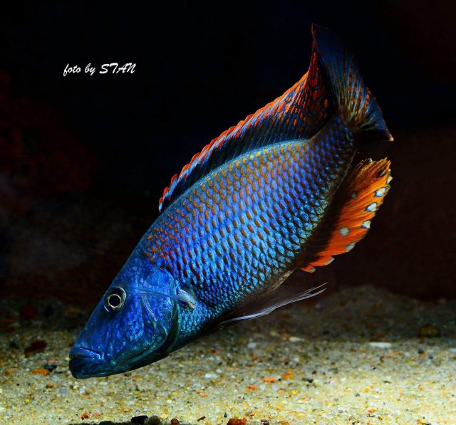 Dimidiochromis compressiceps (samec)
