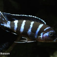 Chindongo demasoni
