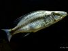 Dimidiochromis compressiceps (samice)