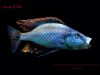 Dimidiochromis compressiceps (samec)