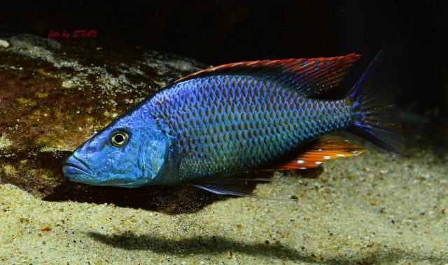 Dimidiochromis compressiceps (samec)