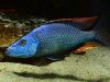 Dimidiochromis compressiceps (samec)