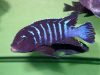 Metriaclima sp. ‚dolphin‘
