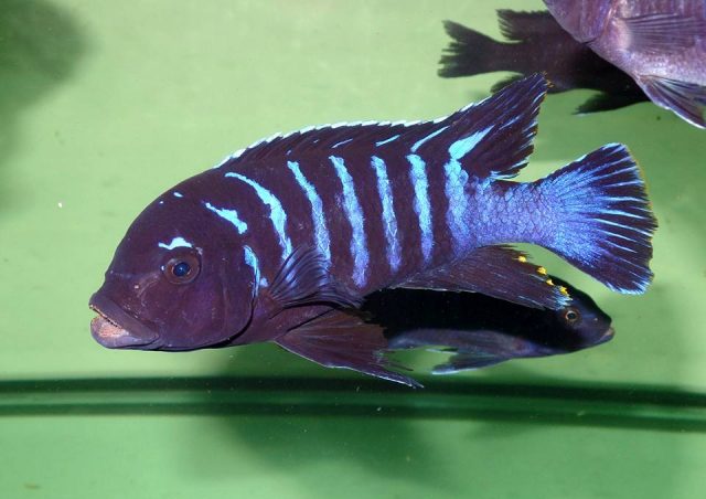 Metriaclima sp. &#8218;dolphin&#8216;
