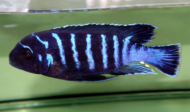 Metriaclima sp. 'dolphin' Thumbi Point (samec)