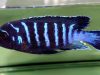 Metriaclima sp. 'dolphin' Thumbi Point (samec)