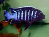 Metriaclima sp. 'dolphin' Thumbi Point (samec)