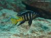 Metriaclima sp. 'elongatus goldbar' (samec)