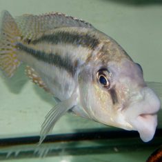 Chilotilapia euchilus