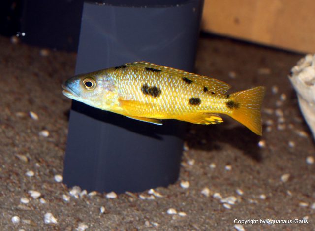 Exochochromis anagenys