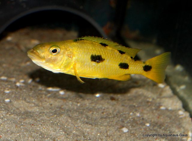 Exochochromis anagenys Maison Reef (samice)
