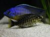 Protomelas sp. ,steveni imperial' Gome Rock (samice)