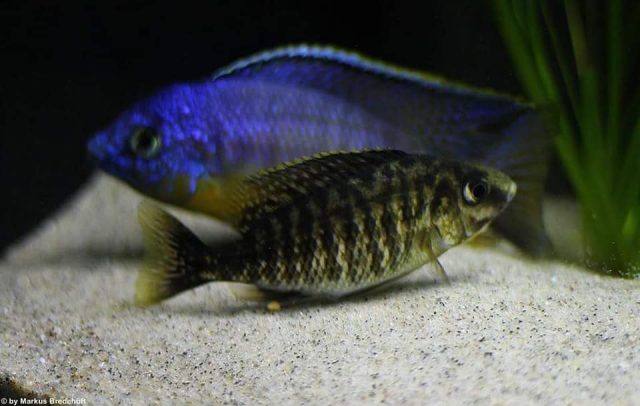 Protomelas sp. ,steveni imperial' Gome Rock (samice)