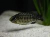 Protomelas sp. ,steveni imperial' Gome Rock (samice)